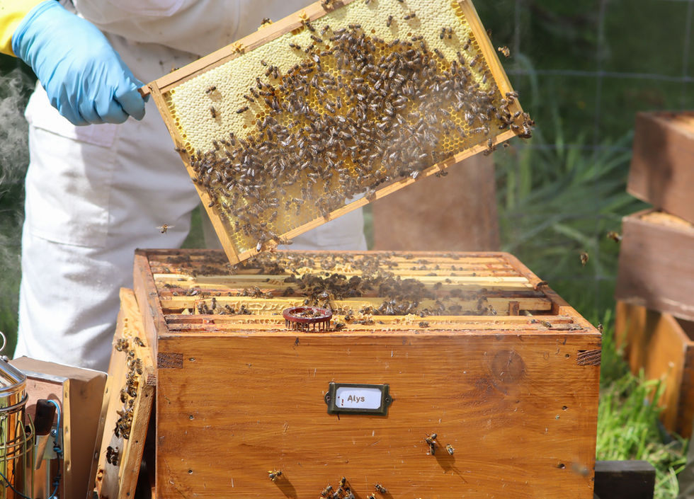 smoker swirling white smoke next to a national wooden brood box being inspected 