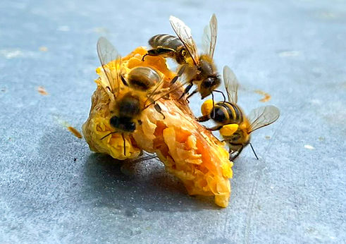 Welsh Black Bees at the LLEBKA association apiary carrying pollen at the hive entrance