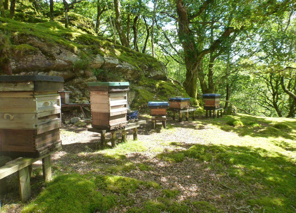 National Beehives under trees in the Snowdonia Eryri National Park