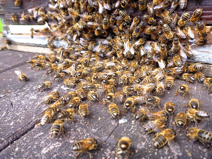 Welsh Black Bees at the hive entrance at the LLEBKA association apiary on the Llŷn Peninsula
