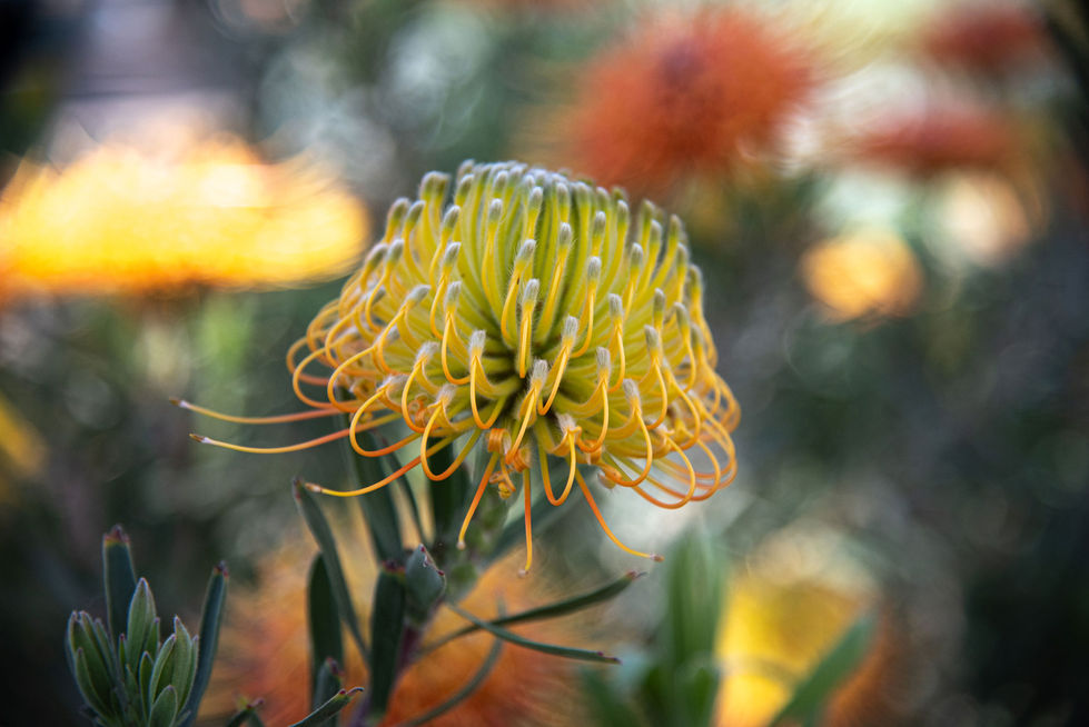 Yellow and orange flower with curly petals.