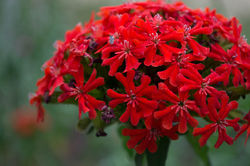 Denver Botanic Gardens