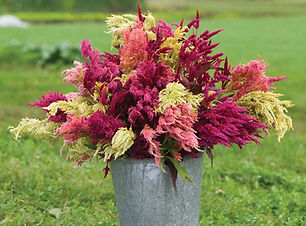 Celosia-pampus-plume_web.jpg