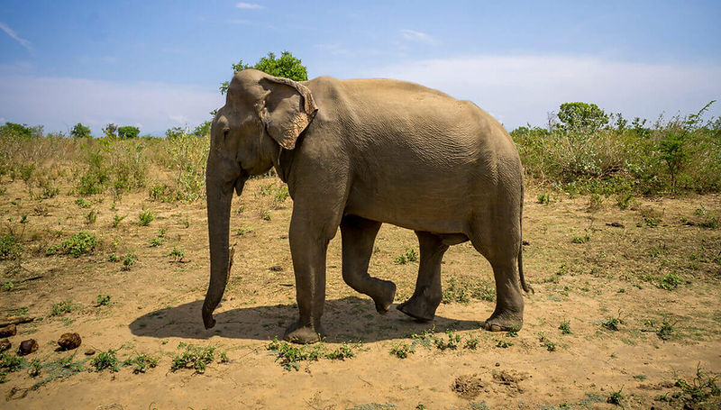 sri lanka elephant