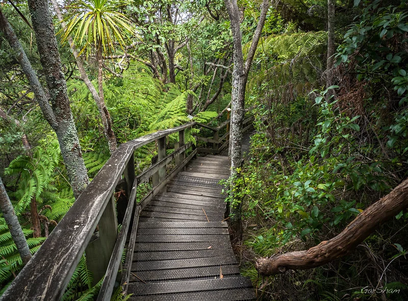 Trail at Tiritiri Matangi Island By GarSham (Flickr).jpg