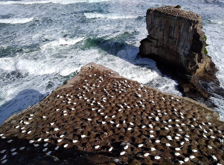 The gannets Muriwai Beach