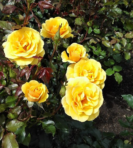 Gorgeous roses in Roger's Rose Garden