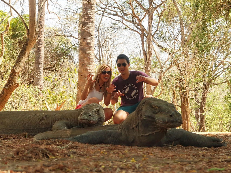 Komodo dragons on Flores