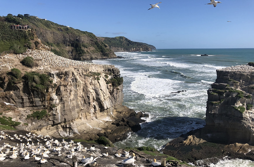 Muriwai Beach Gannets Colony