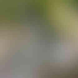 Flowing river water centered between trees and rocks