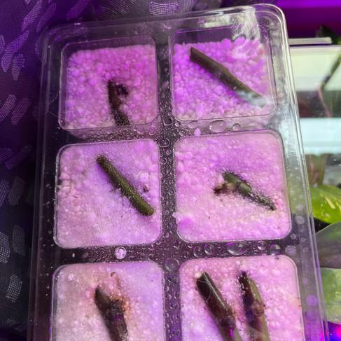 propagation utilizing perlite as medium