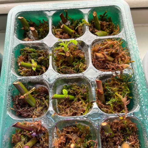 propagation in seed starter utilizing moss as medium