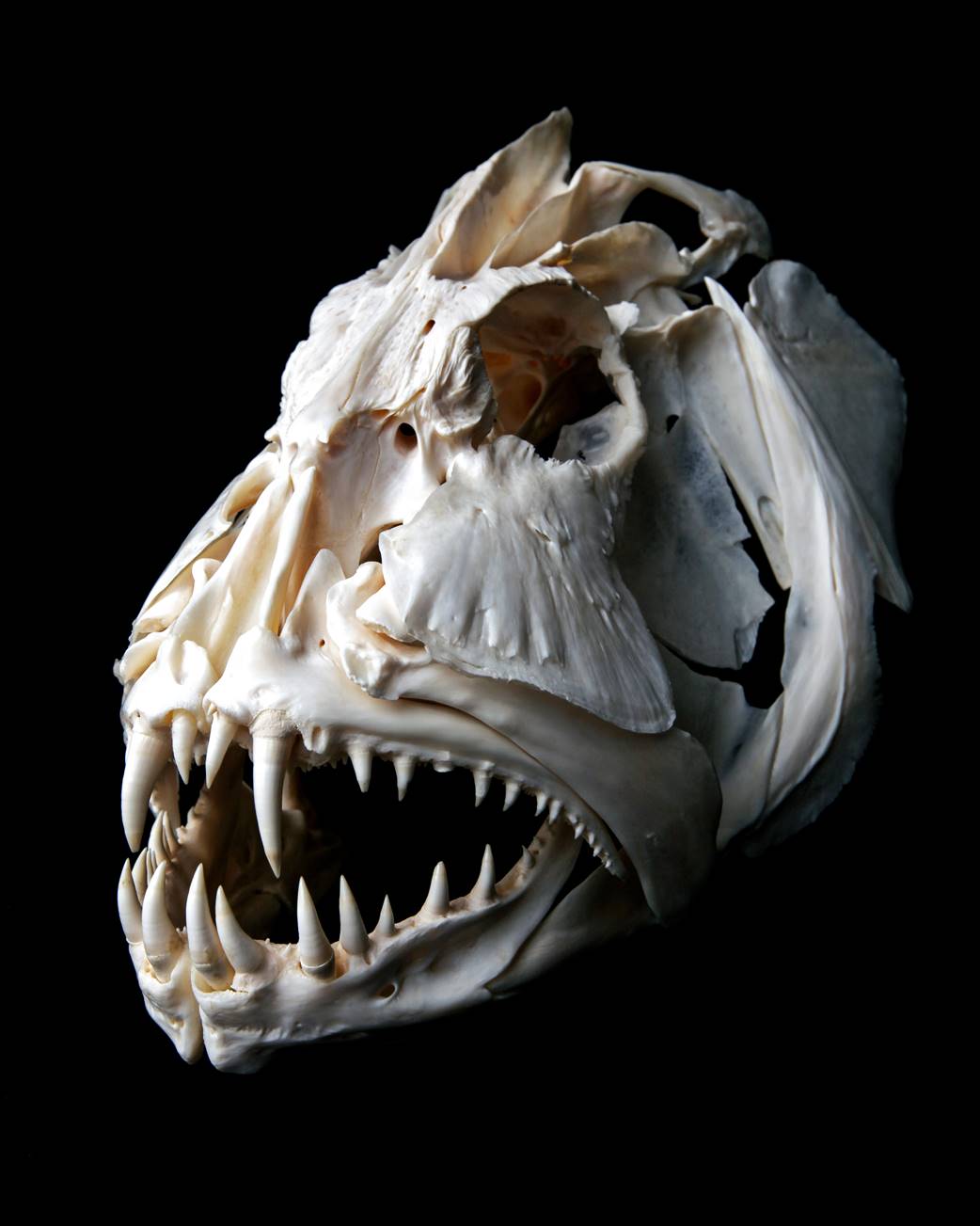 Скелет щуки. Череп 3д модель. Скелет головы щуки. Луна череп 3d. Щука иллюстрация.