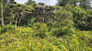 Wharf Road bush