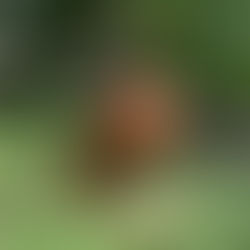 オンラインサイトでも王秋販売します。