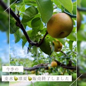 幸水・凛夏完売&一時休業のお知らせ