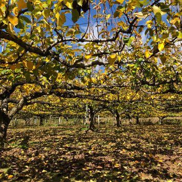 直売所の片付け・肥料まき