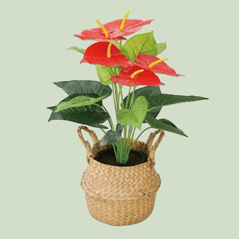 火鶴花/M