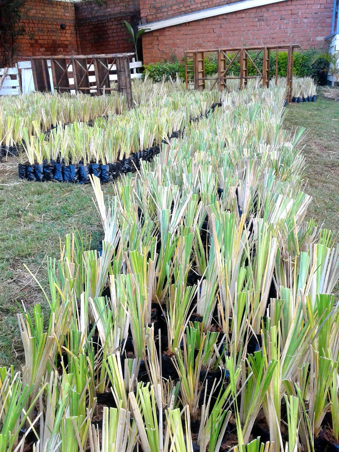 pied de vétiver 1pc