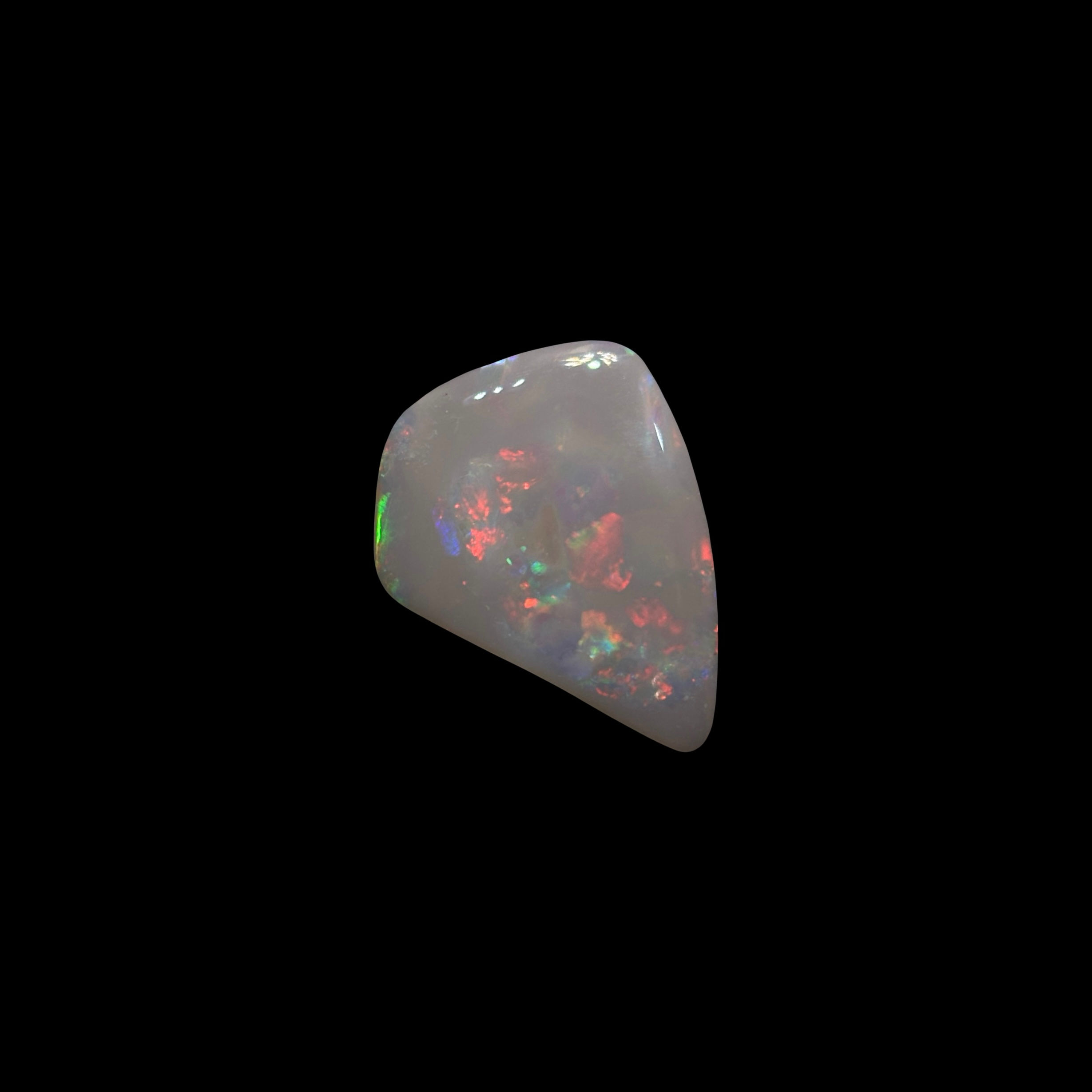 Polished Australian Coober Pedy Opalized Shell