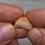 Thumbnail: Golden Pillared Mexican Fire Opal Stone Cutter