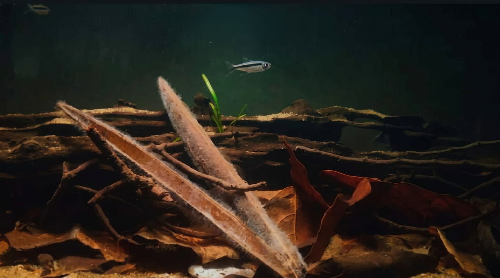 freepik_a-dark-murky-underwater-s_2850971599