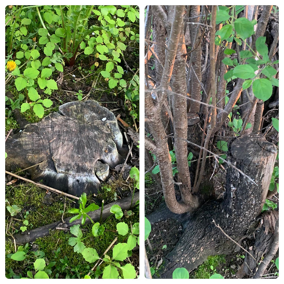 Managing Invasive Species: Strategies and Solutions