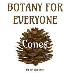 Botany for everyone cones.jpg