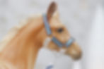 Thumbnail: Custom Made-To-Order Traditional Scale Gummi Shark Foal Halter Set