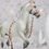Thumbnail: Clownfish - Traditional Model Horse Halter Set