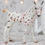 Thumbnail: Tooth-fairy - Traditional Model Horse Foal Halter Set