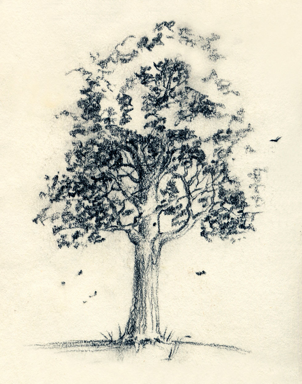 Tree Sketch