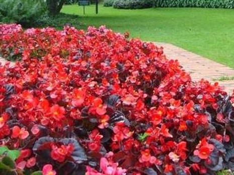 begonia big.jpg