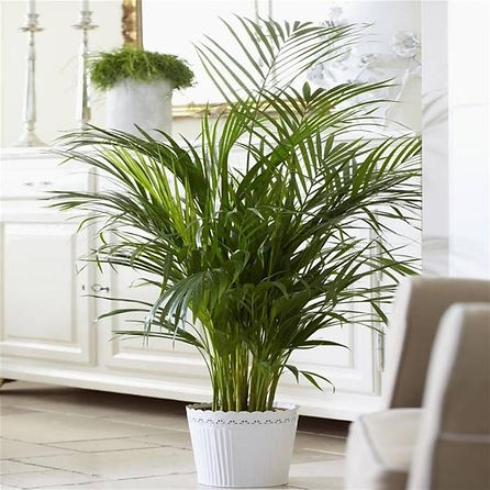 dypsis-lutescens-830x830.jpg