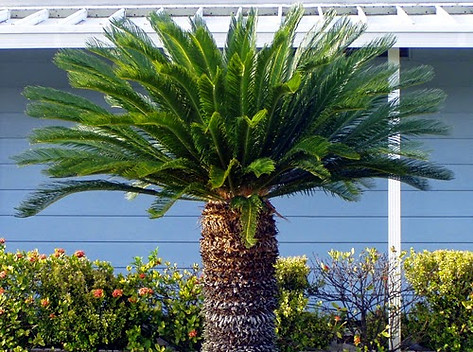 5-2+sago+palm+3.jpg