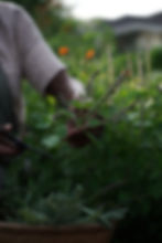 Image-of-an-herb-garden-1-1.jpg