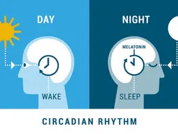A visual representation of circadian rhythm showing the difference between wakefulness during the day and sleep at night. On the left, a bright sun signals wakefulness, with an internal clock inside a human head indicating alertness. On the right, a moon and the word "melatonin" highlight the nighttime process, where the body's internal clock aligns with sleep. The image illustrates how light exposure regulates the sleep-wake cycle.