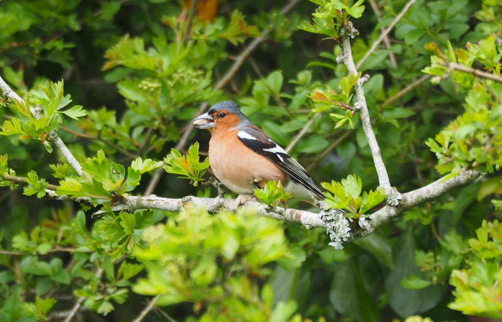 A bird sat in a tree eating a nut