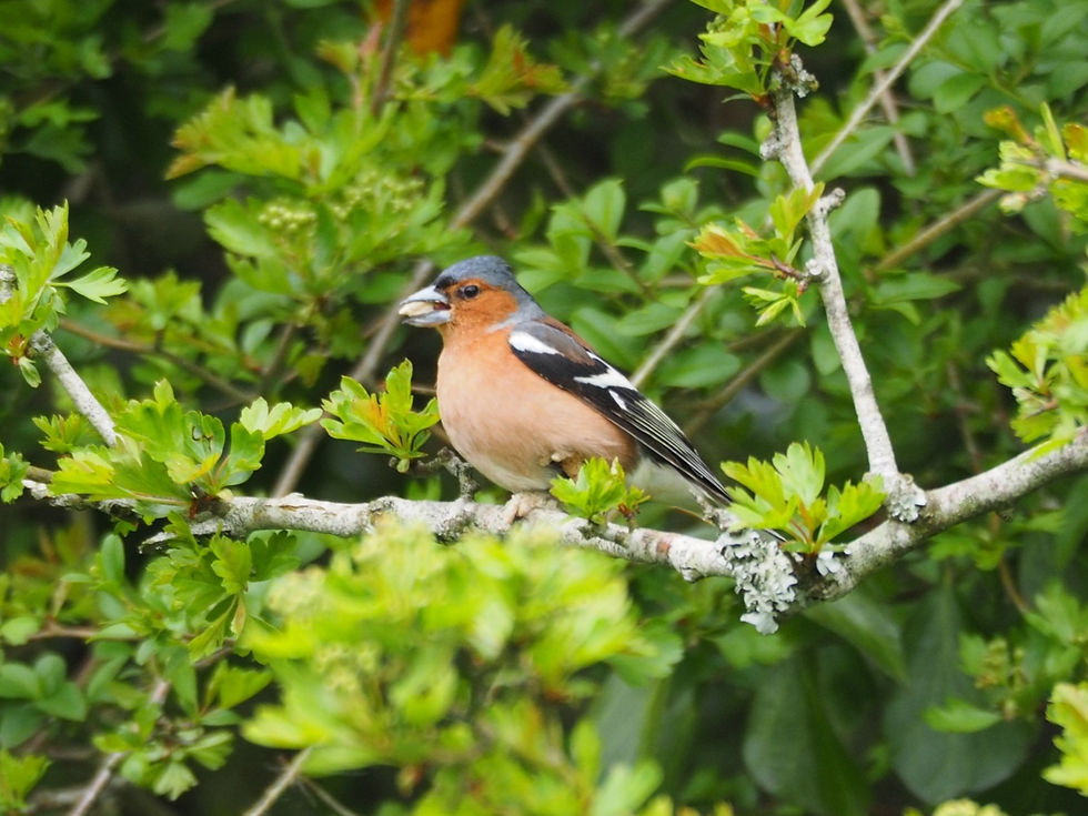 A chaffinch in a tree in Foxglove Field's garden