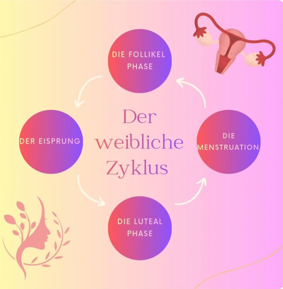 Weiblicher Zyklus