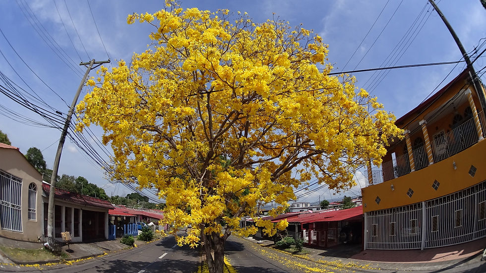 Guayacanes