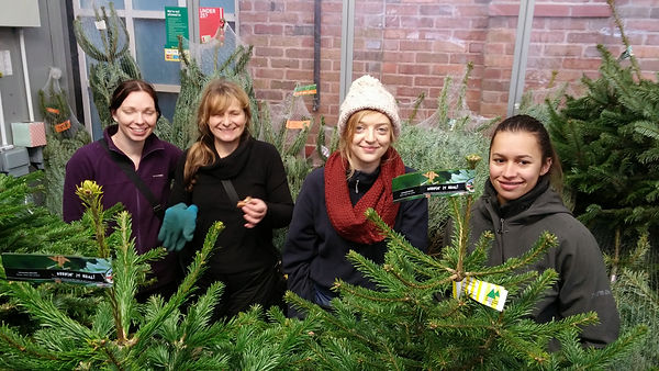 All Girl Christmas Tree Sales Morrisons Beverley