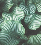 green and white leafed plants_edited.jpg
