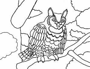 owl.jpeg