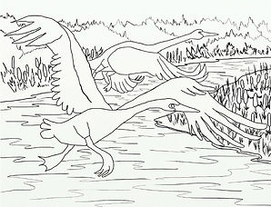 swans in flight.jpeg