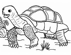 desert tortoise.jpeg