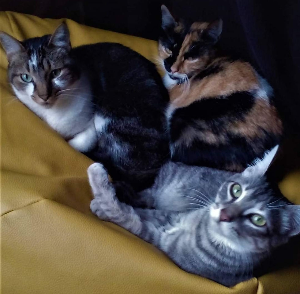 Eevee, (A)lias "il castrati", "el gato lector", "Eeveeto bonito"; Freyja, (A)lias "la Fifi", "MariChocho", "Patitas"; Mew, (A)lias "CleoGata", "MewSerrat Caballé, "Mewnica Naranjo"