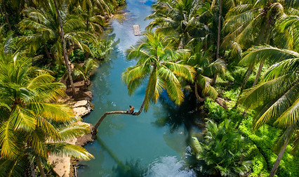 Siargao coconut tree river.jpg