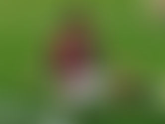 Lucio Dalla a valanga! Il Patatinaikos batte il Tettenham! Torna la vittoria in casa Birrareal!