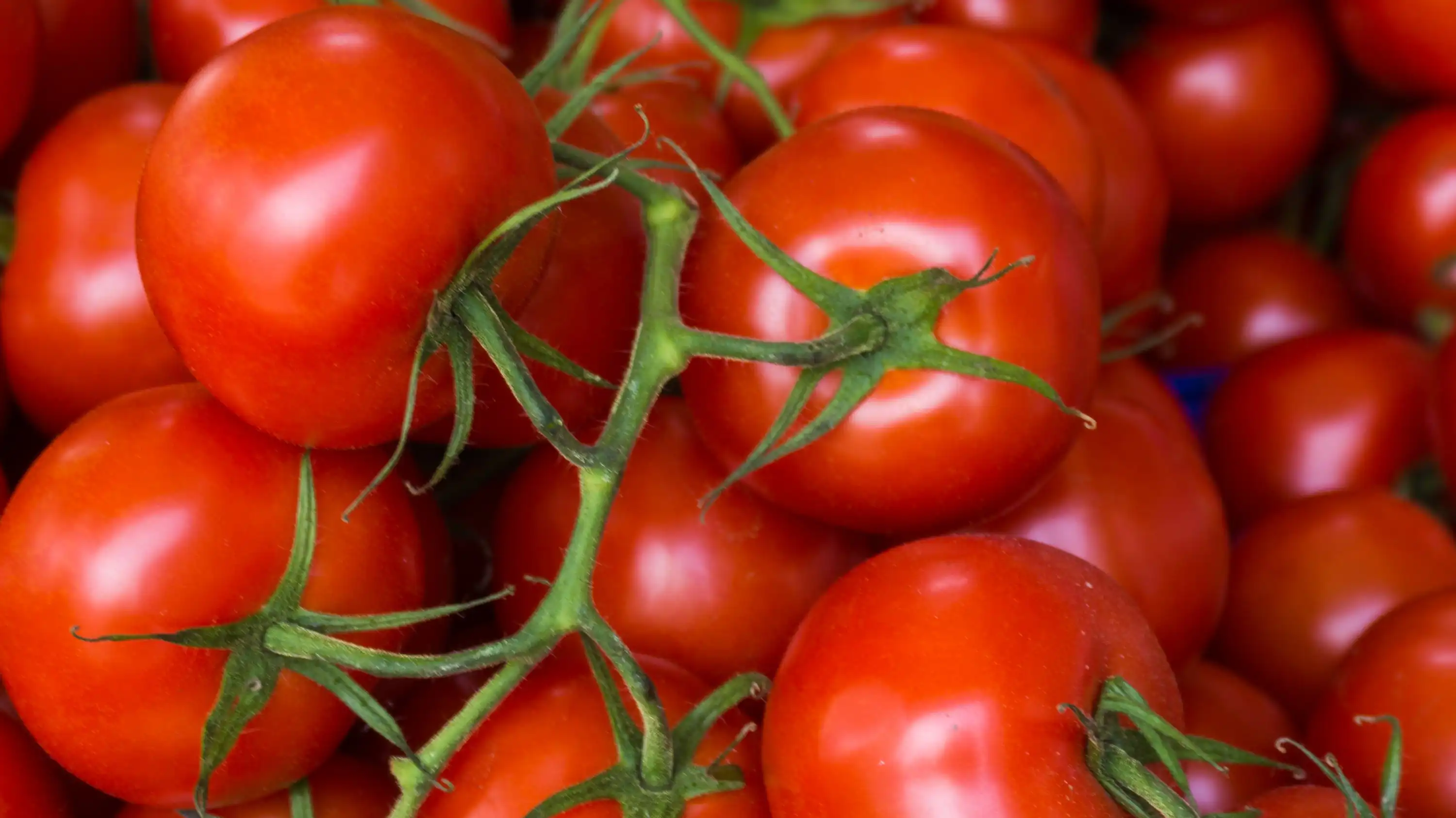 Ripe tomatoes on the vine